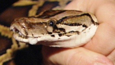 The Animal Extractors Season 1 Episode 12