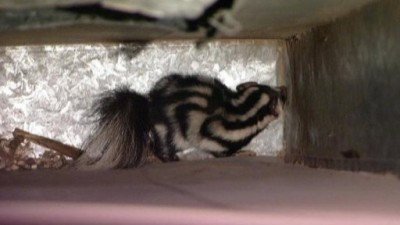 The Animal Extractors Season 1 Episode 9