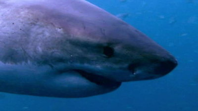 When Sharks Attack Season 1 Episode 2