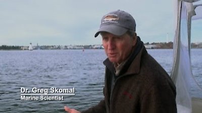 When Sharks Attack Season 3 Episode 1