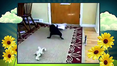 America's Cutest Season 1 Episode 1