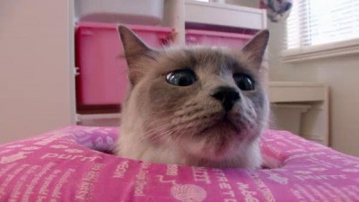 America's Cutest Season 2 Episode 1