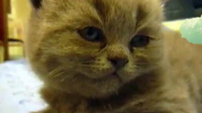 America's Cutest Season 2 Episode 2