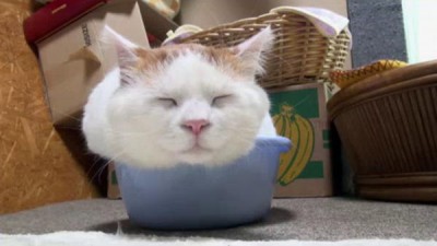 America's Cutest Season 3 Episode 1