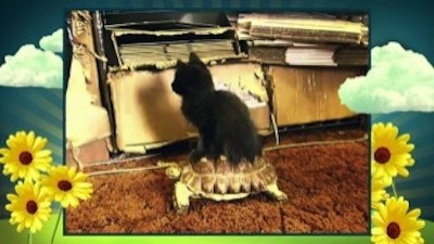 America's Cutest Season 2 Episode 3