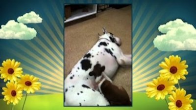 America's Cutest Season 3 Episode 4