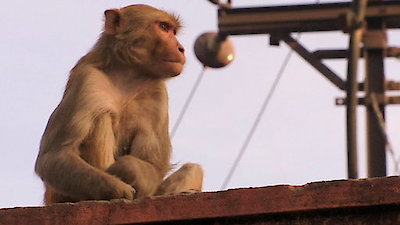 Monkey Thieves Season 3 Episode 2