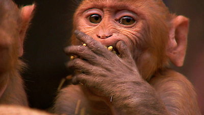 Monkey Thieves Season 3 Episode 9