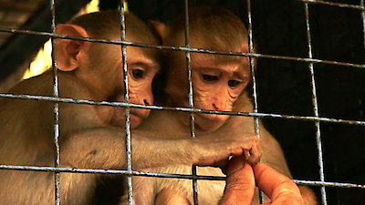 Monkey Thieves Season 3 Episode 10