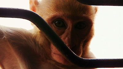 Monkey Thieves Season 3 Episode 11