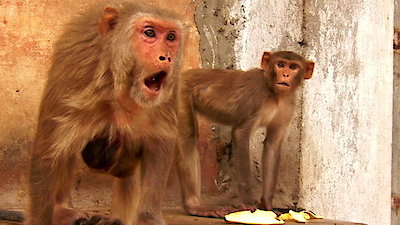 Monkey Thieves Season 3 Episode 13