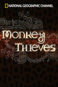 Monkey Thieves