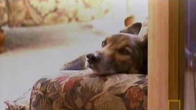 Dog Whisperer Season 4 Episode 15