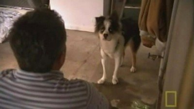 Dog Whisperer Season 4 Episode 25
