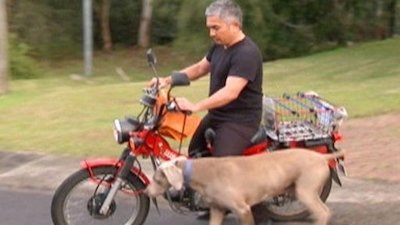 Dog Whisperer Season 6 Episode 8