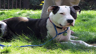 Dog Whisperer Season 6 Episode 9