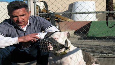 Dog Whisperer Season 6 Episode 10