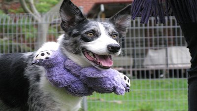 Dog Whisperer Season 6 Episode 14