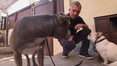 Dog Whisperer Season 7 Episode 5