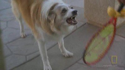 Dog Whisperer Season 7 Episode 8