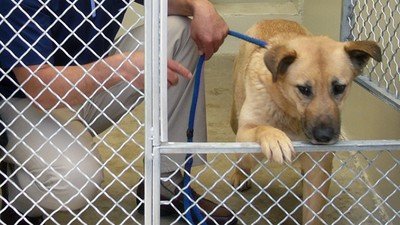 Dog Whisperer Season 5 Episode 23