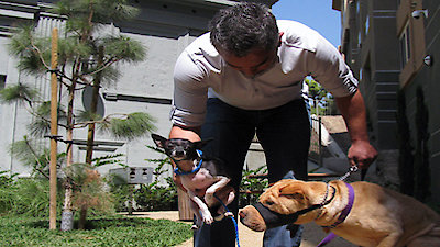 Dog Whisperer Season 6 Episode 15