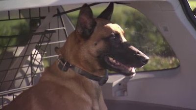 Dog Whisperer Season 7 Episode 11