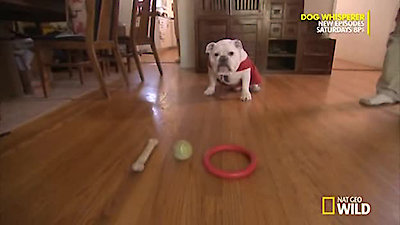 Dog Whisperer Season 8 Episode 2