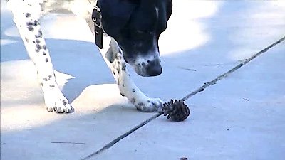 Dog Whisperer Season 8 Episode 8