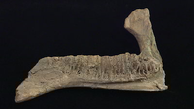 Pawn Stars Season 28 Episode 3