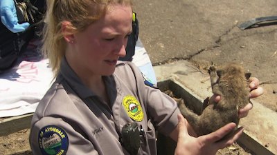 Animal Cops: Phoenix Season 20 Episode 4