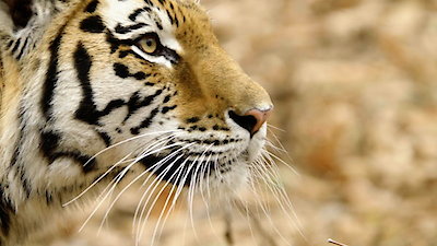 Wild Russia Season 2 Episode 4