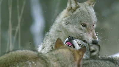 Wild Russia Season 2 Episode 3