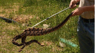 Snake Salvation Season 1 Episode 9