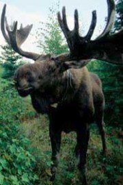Moose Attack!