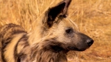 The Curse of the African Hunting Dogs