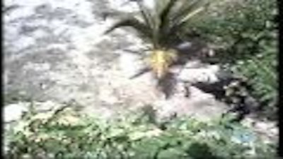 The Banana Splits Adventure Hour Season 1 Episode 12