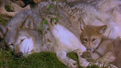 Lost Animals of the 20th Century Season 1 Episode 8