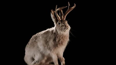 Mysteries at the Museum Season 17 Episode 64