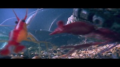 Mysteries at the Museum Season 12 Episode 12