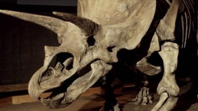 Dinosaurs: Inside & Out Season 1 Episode 2