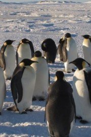 Penguins: Waddle All the Way