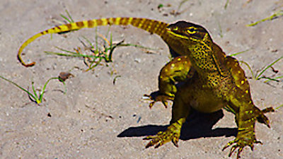 Great Barrier Reef Season 1 Episode 2