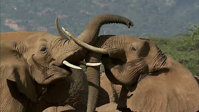 The Secret Life of Elephants Season 1 Episode 3
