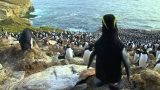 Penguins: Waddle All the Way, the Journey