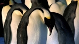 Penguins: Waddle All the Way, First Steps