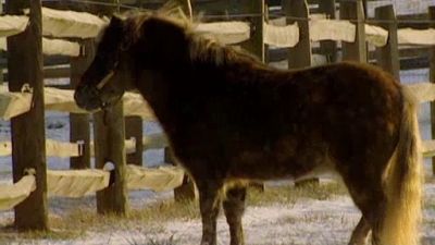 Animal Miracles Season 1 Episode 4