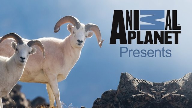 Animal planet online streaming