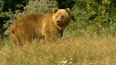 Bear Sanctuary Season 1 Episode 1