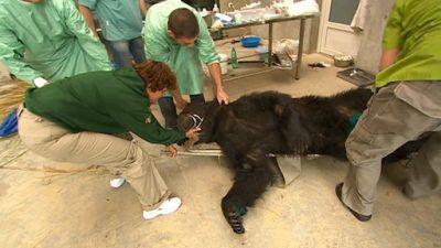 Bear Sanctuary Season 1 Episode 4